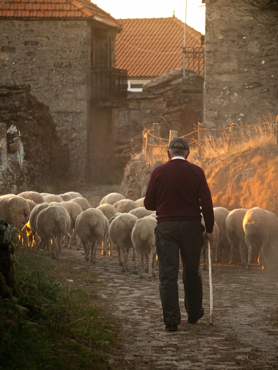 La lana sopravvissana intrecci di tradizione e sostenibilità per il Made in Italy – Eco del Nera (Visso)